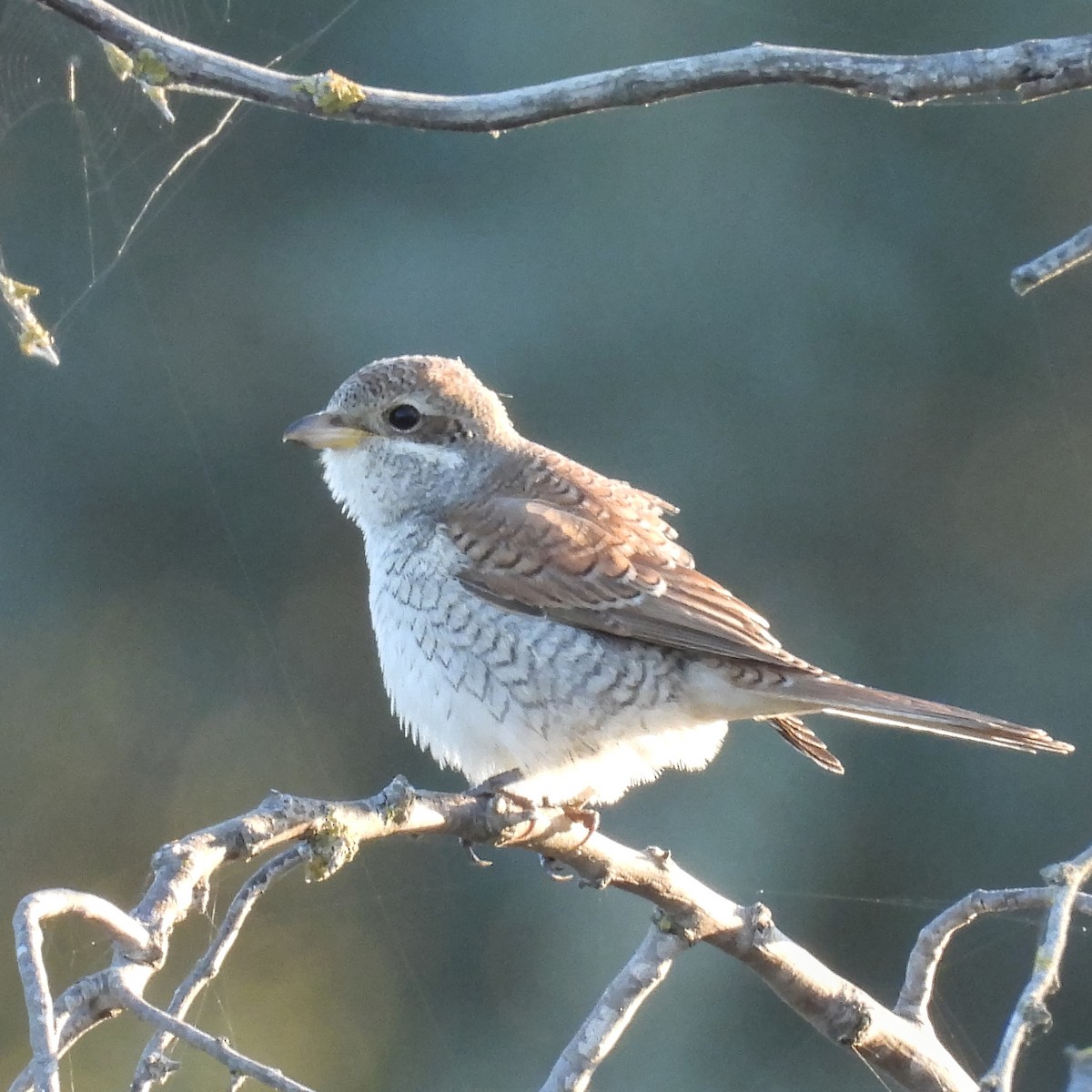 Red-backed Shrike - ML646235931