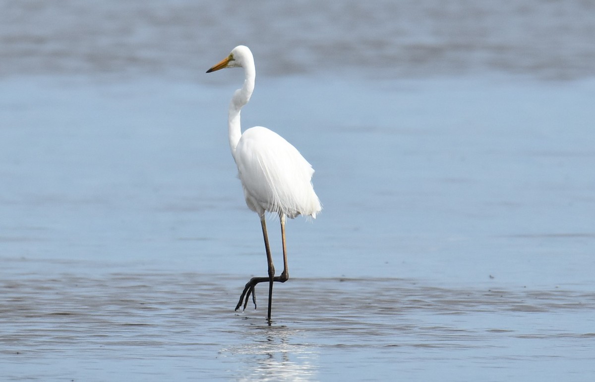 Great Egret - ML646235932