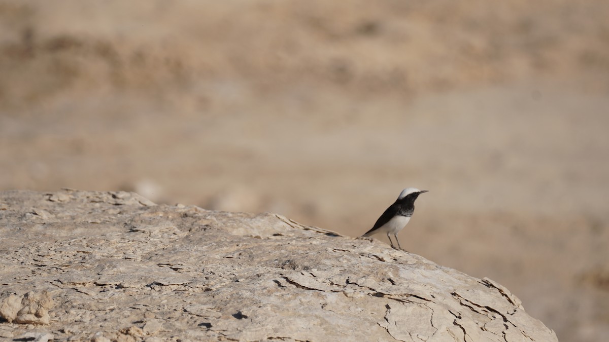 Keşiş Kuyrukkakanı - ML646235951