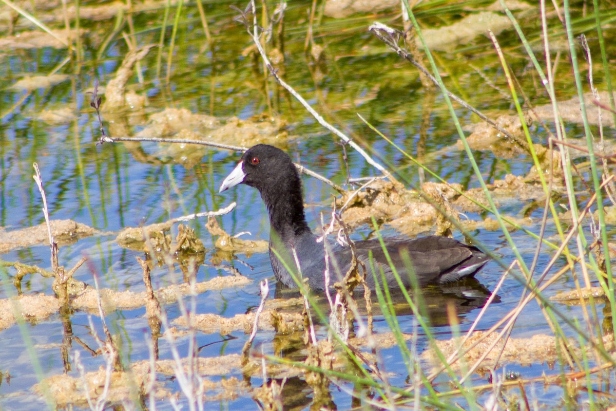 American Coot - ML646235953