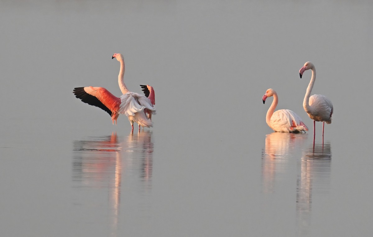 Fenicottero - ML646235962