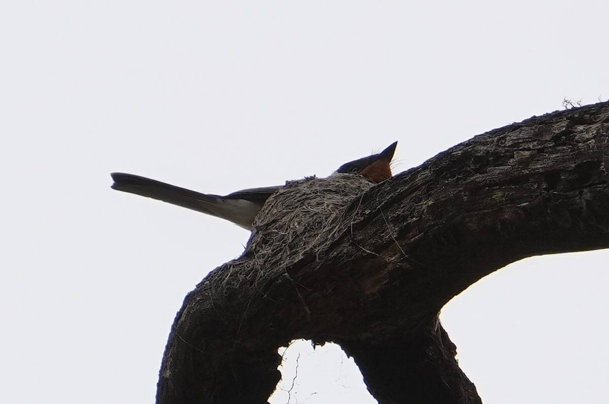 Satin Flycatcher - ML646235963