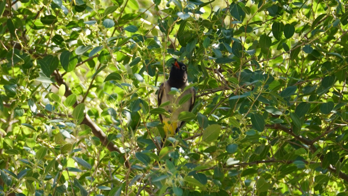 Gelbsteißbülbül - ML646235970