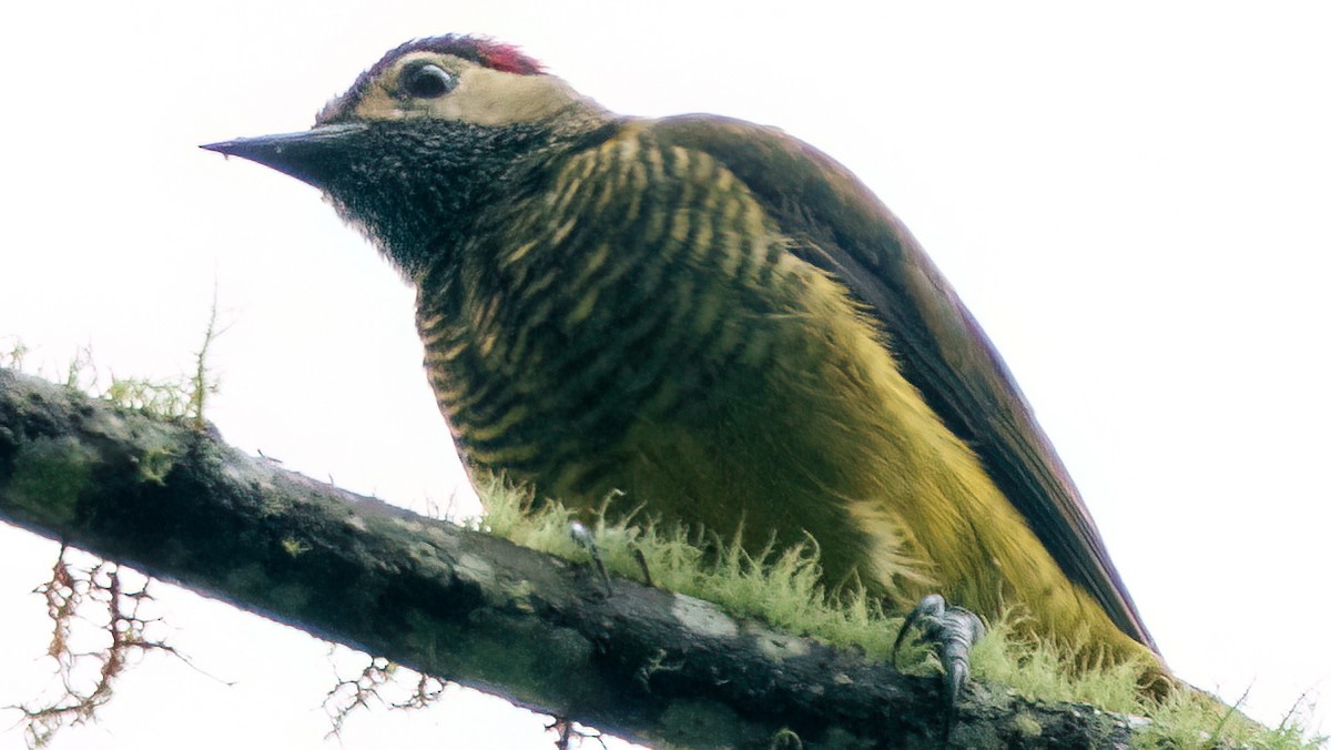 Pic or-olive - ML646235975