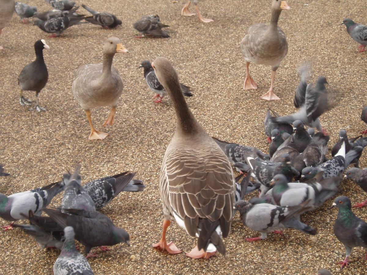 Ánsar Común - ML646235979