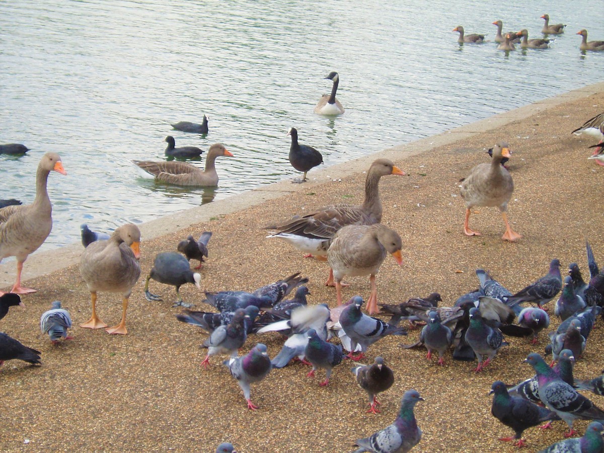 Ánsar Común - ML646235980