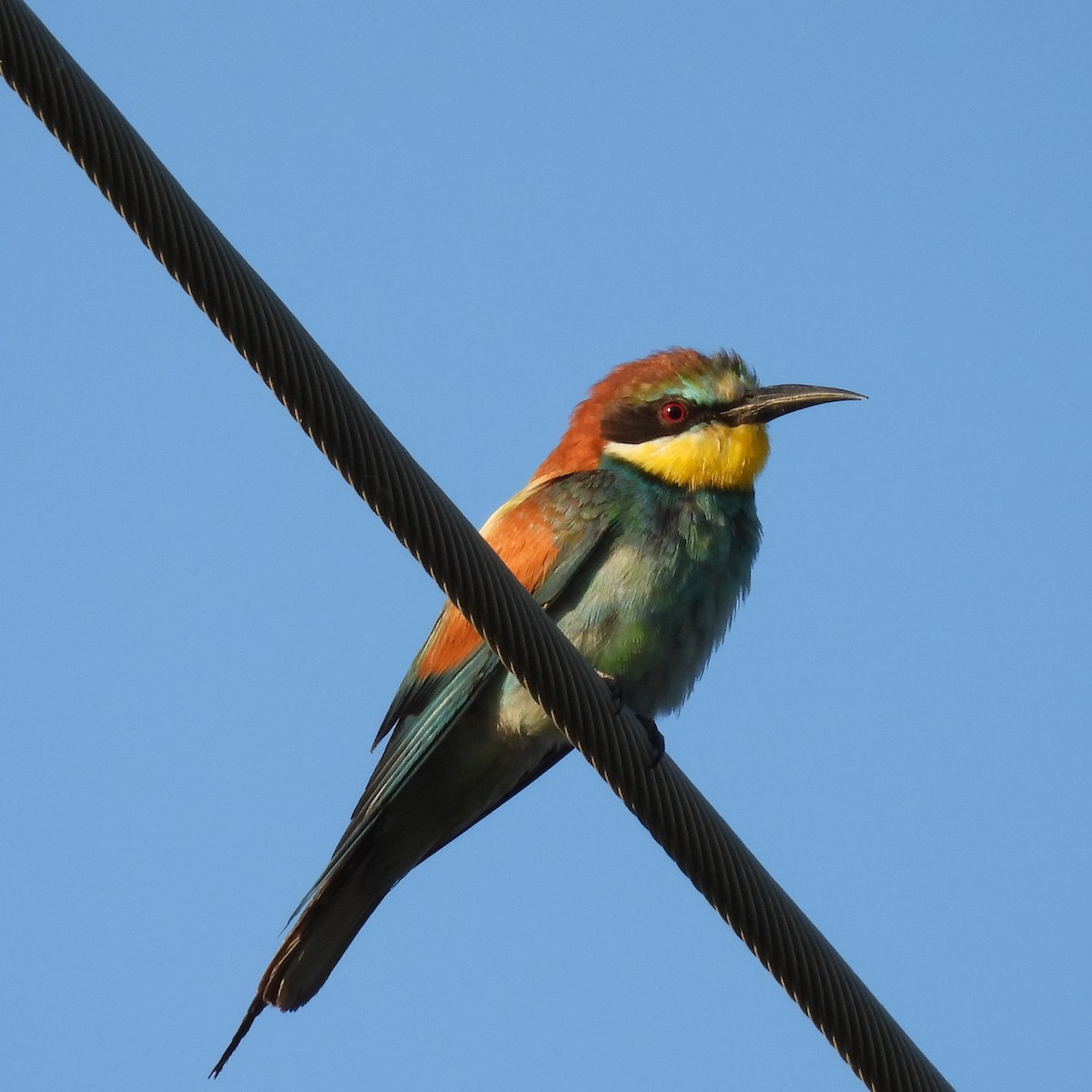 Abejaruco Europeo - ML646235981