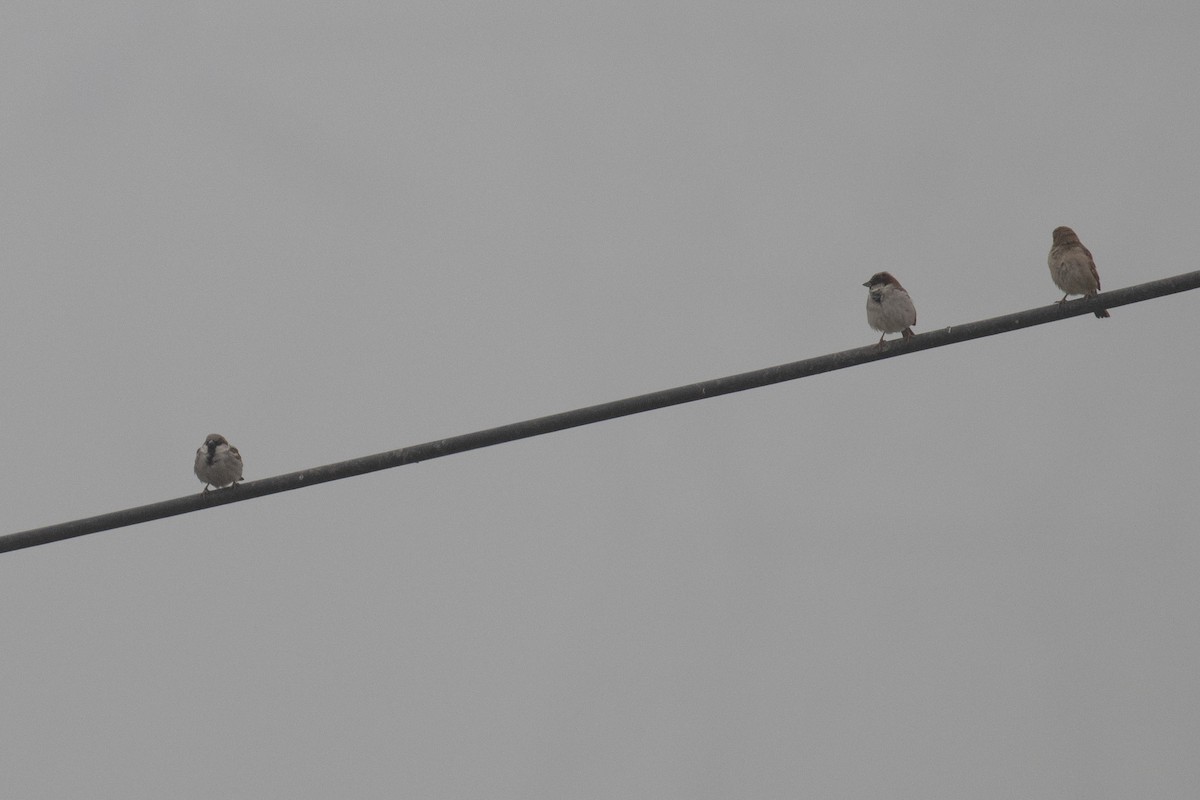 Gorrión Común - ML646235983