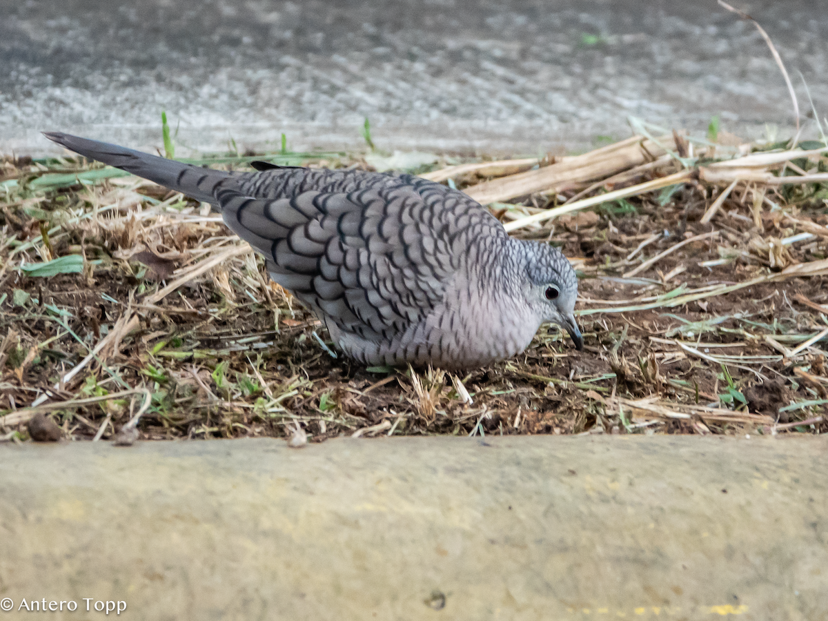 Tortolita Mexicana - ML646235984