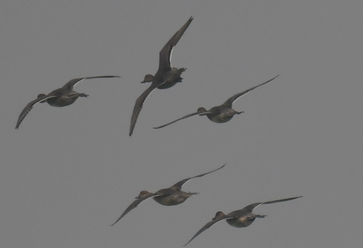 Ánade Rabudo - ML646235987