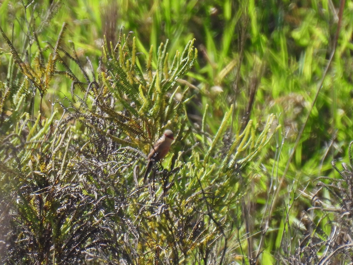 Estrilda Común - ML646235988