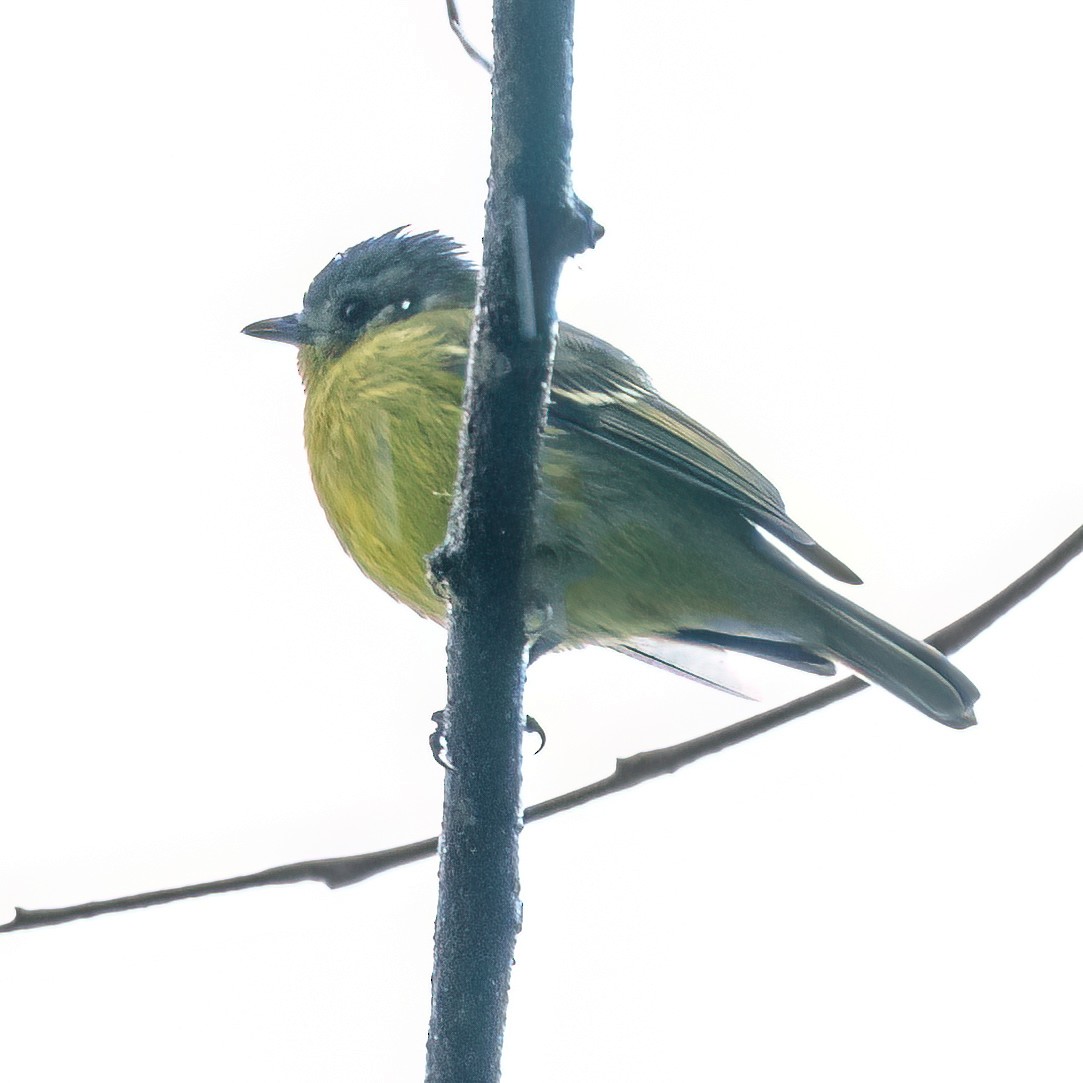 Mosquerito Cenizo - ML646235989