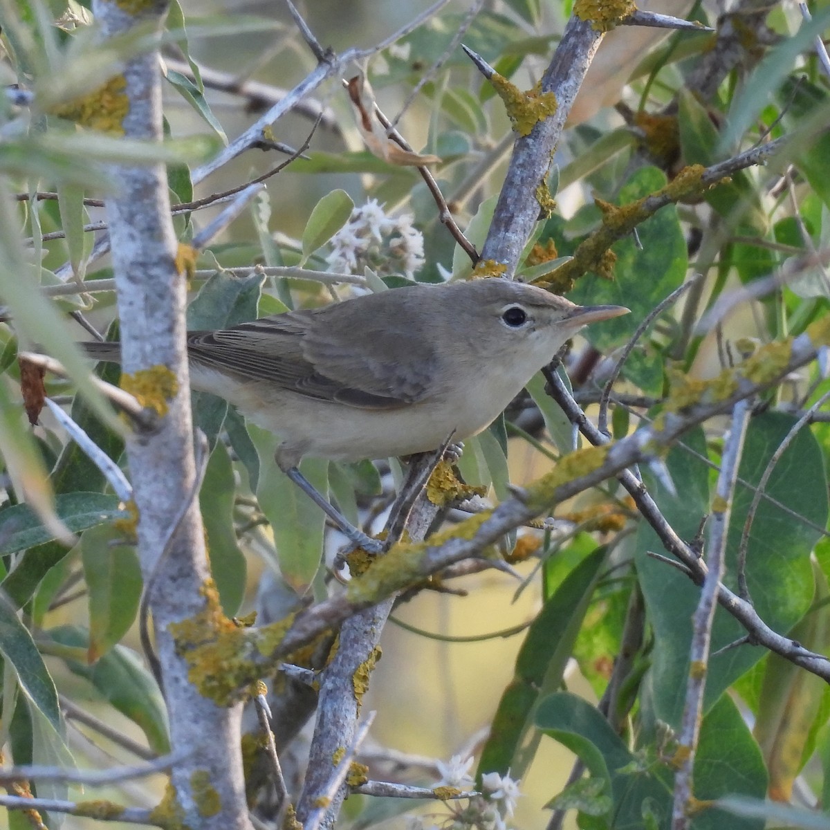 Zarcero Pálido - ML646235990
