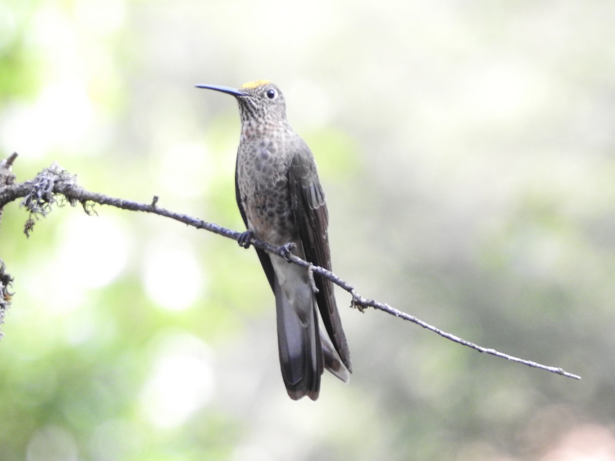 Colibrí Gigante - ML646235991