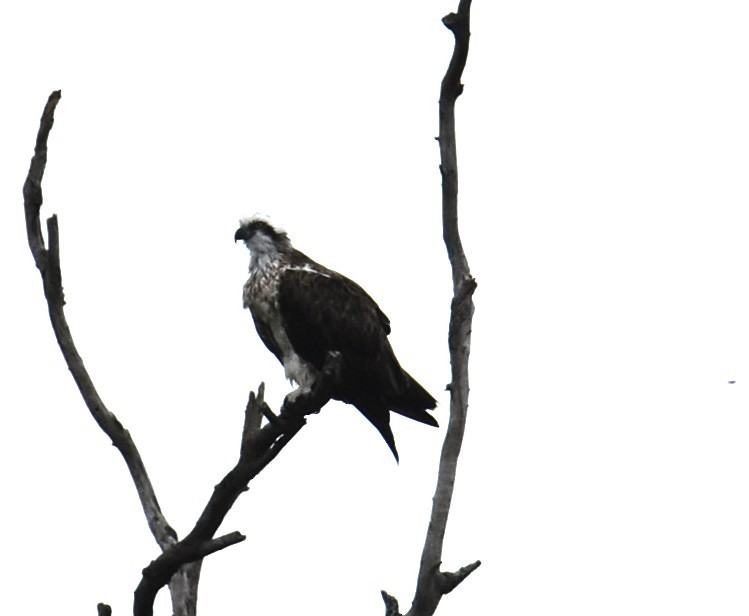 Águila Pescadora - ML646235993