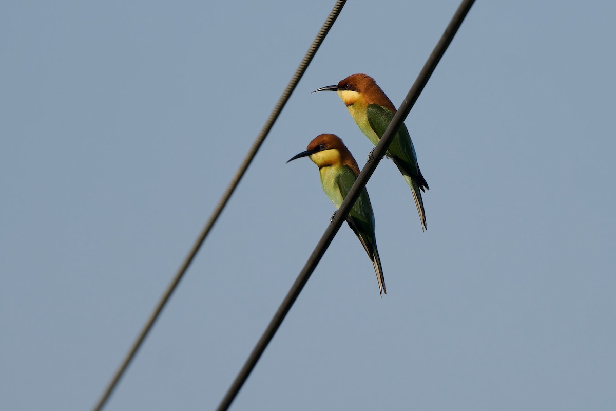 Abejaruco Cabecirrufo - ML646235997