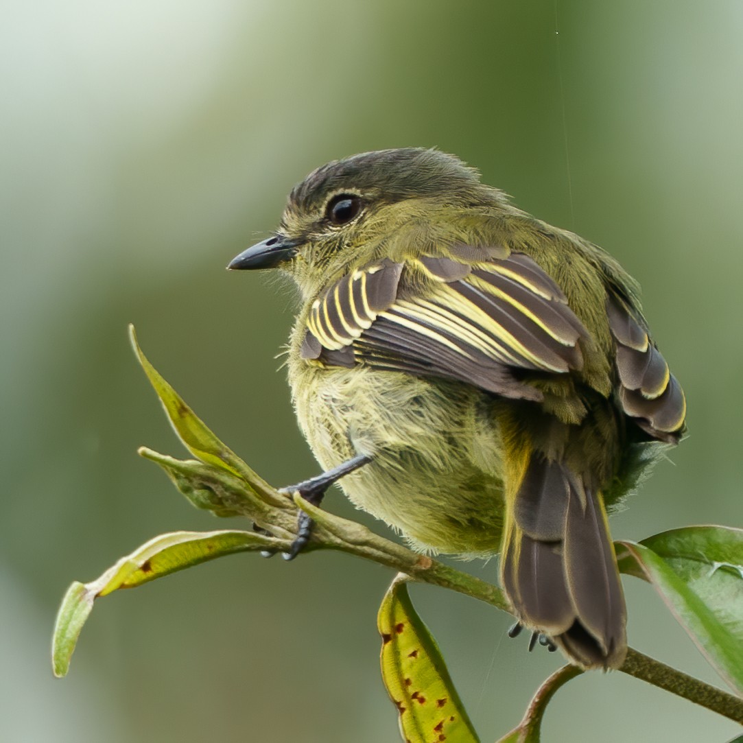 Mosquerito Peruano - ML646236001