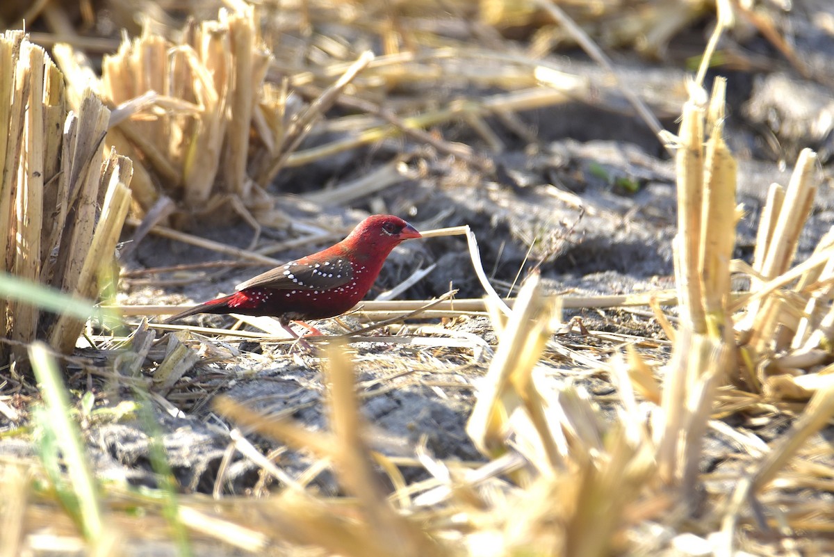 Bengalí Rojo - ML646236002