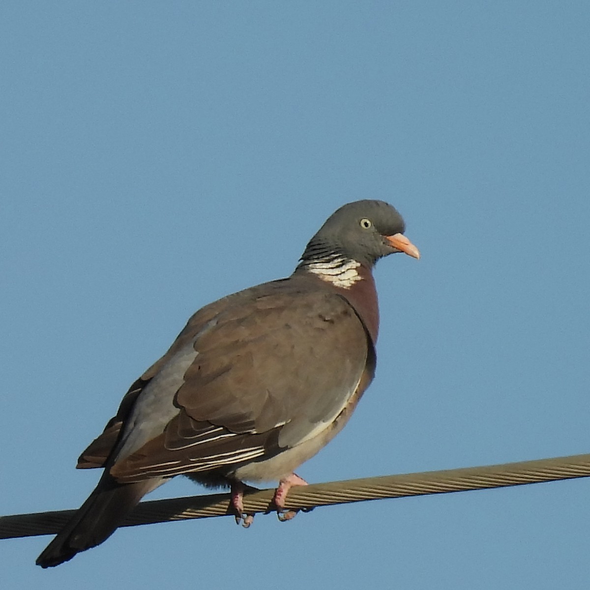 Paloma Torcaz - ML646236003