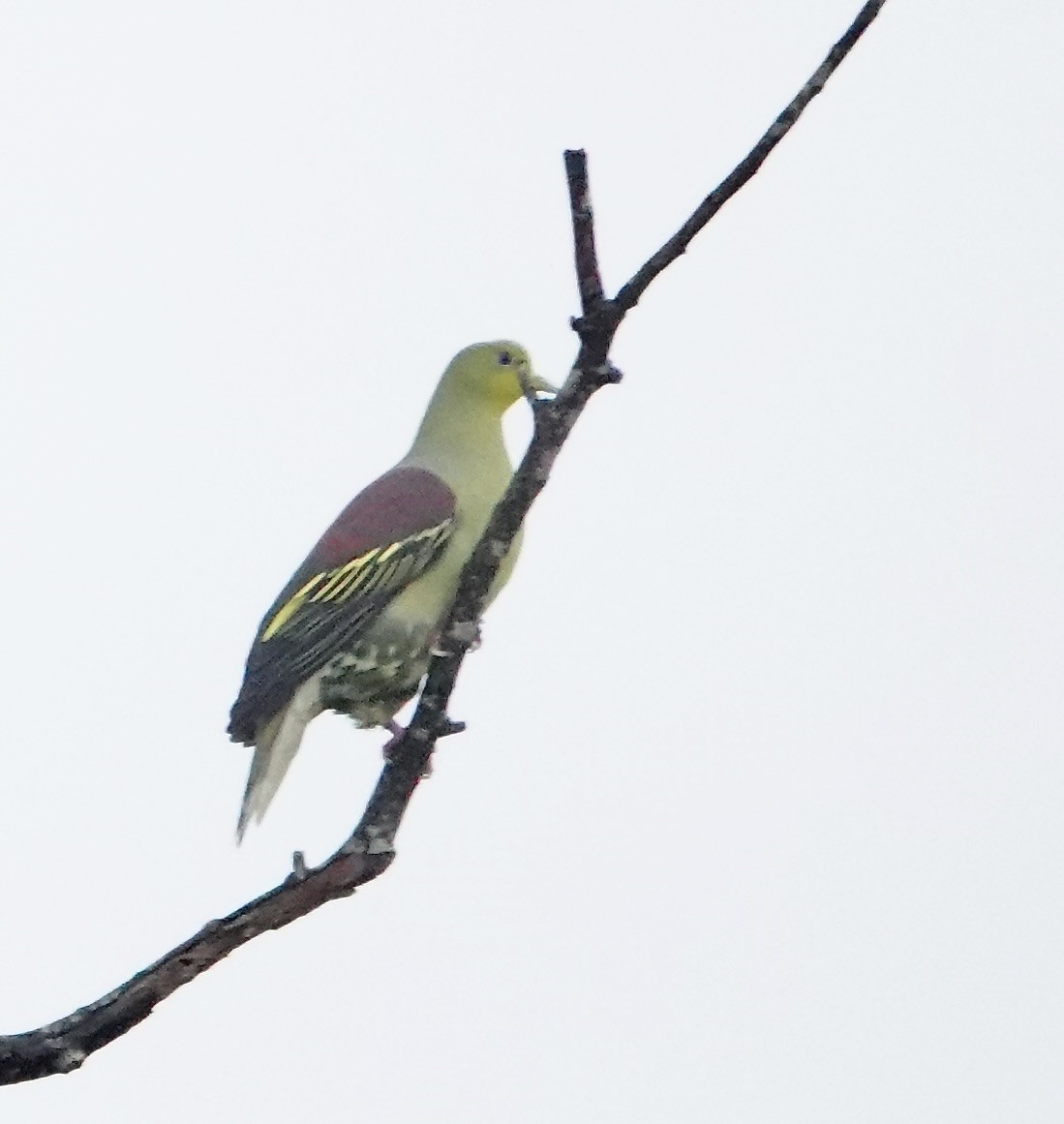 Vinago de Sri Lanka - ML646236004