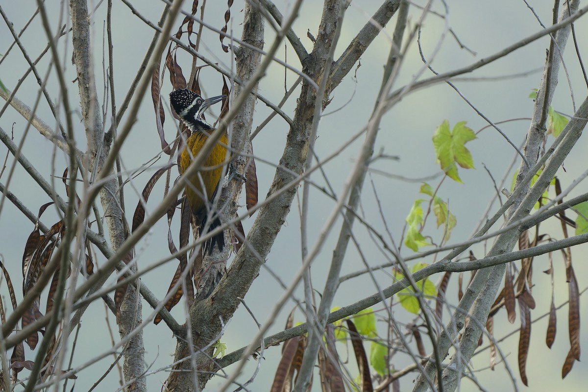 Pito Sultán Grande - ML646236005