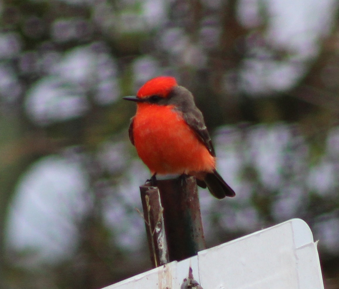 Mosquero Cardenal - ML646236006