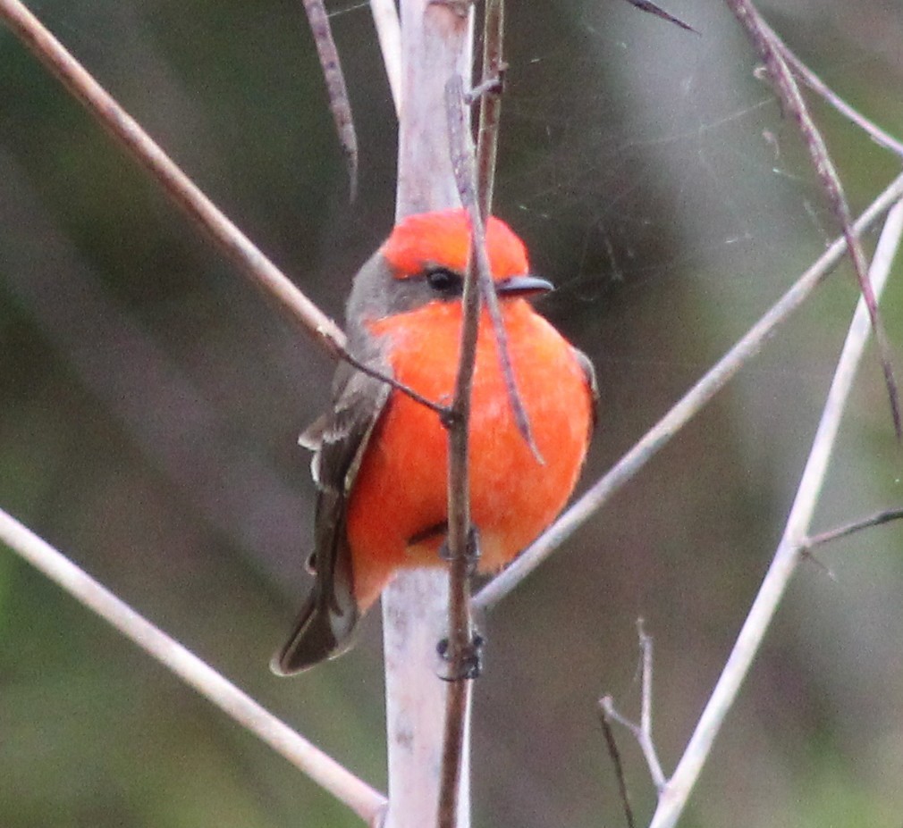 Mosquero Cardenal - ML646236007