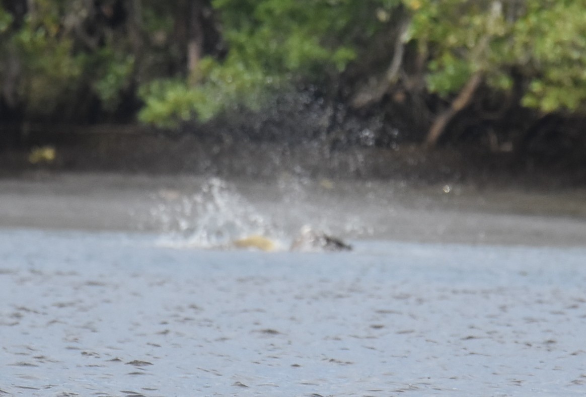 Águila Pescadora - ML646236008