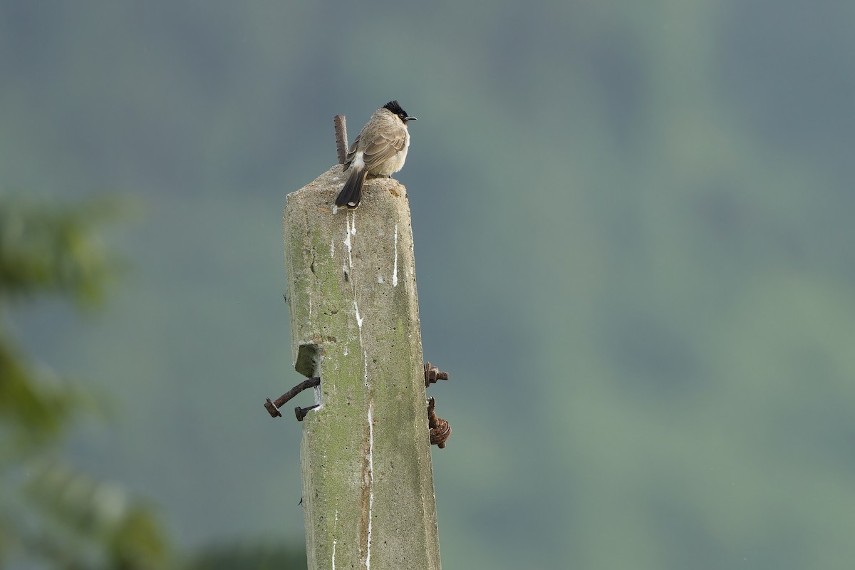 Bulbul Ventridorado - ML646236009