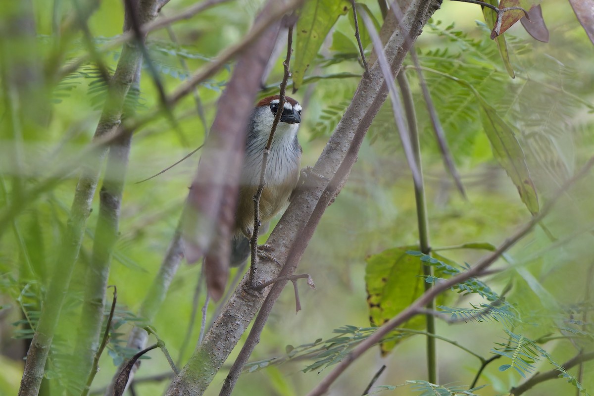 Timalí Capirotado - ML646236012