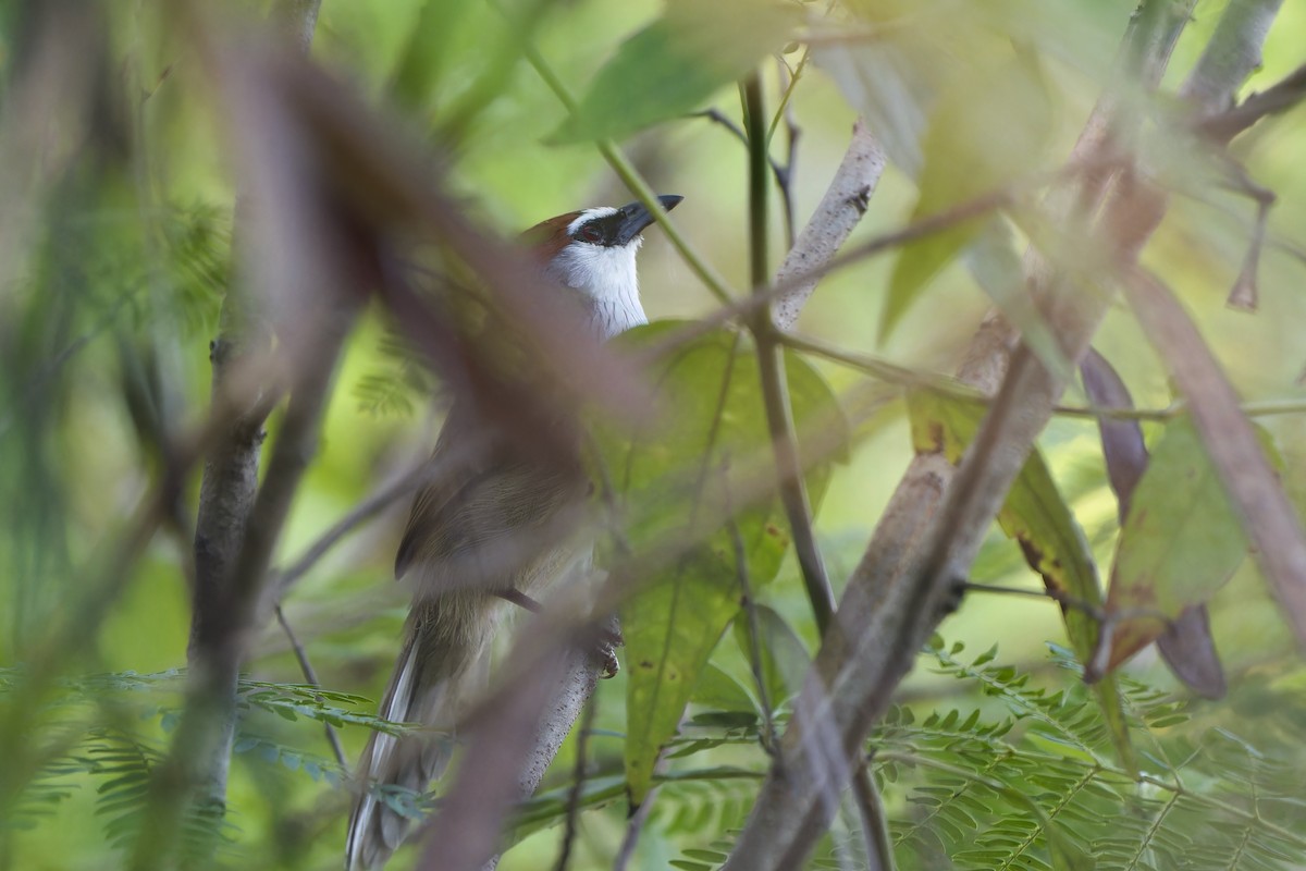 Timalí Capirotado - ML646236014