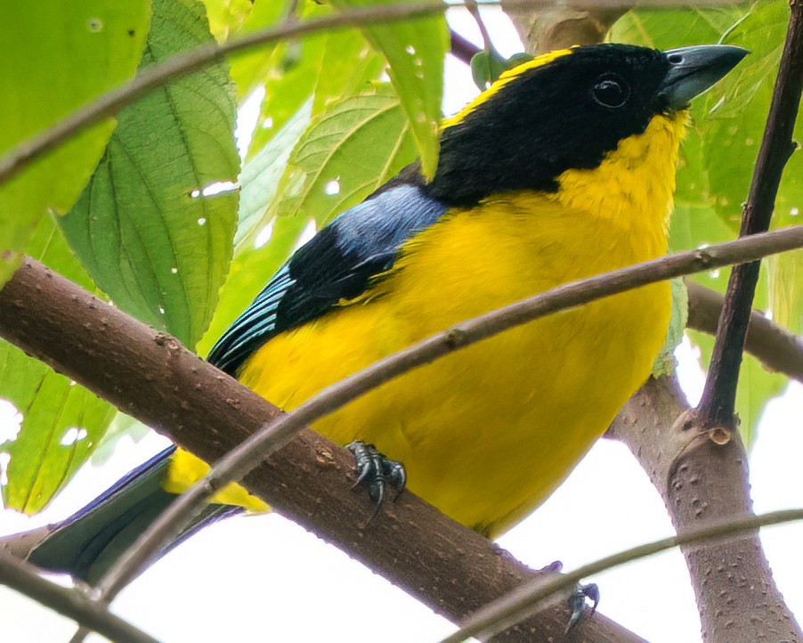 Tangara Aliazul - ML646236018