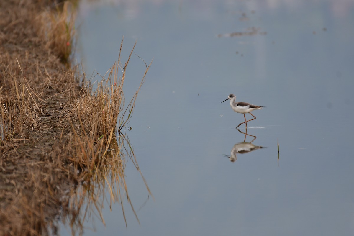 Black-winged Stilt - ML646236022