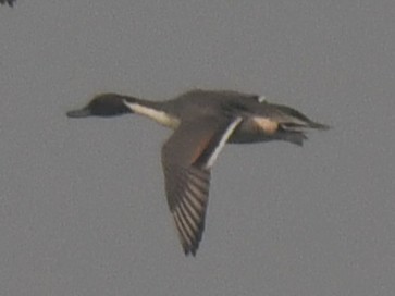 Northern Pintail - ML646236023