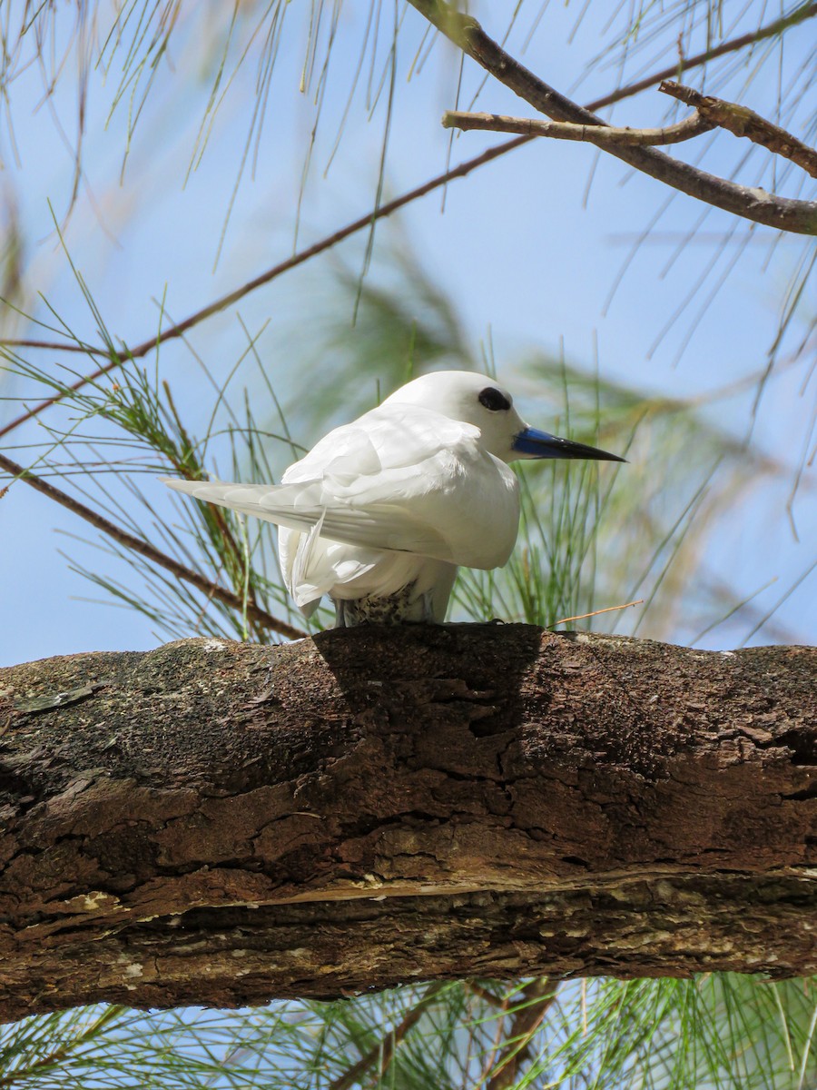 Blue-billed White-Tern - ML646236024