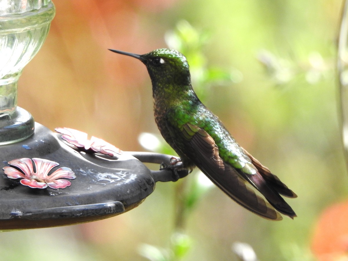 Tyrian Metaltail - ML646236025