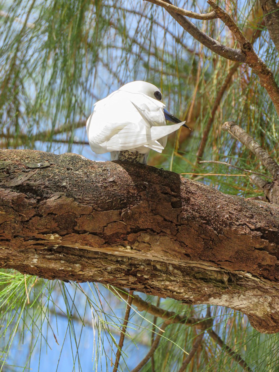 Blue-billed White-Tern - ML646236026