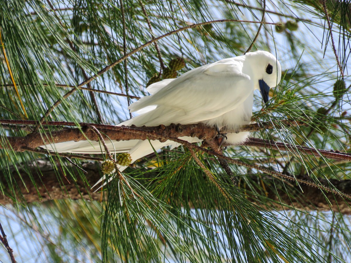 Blue-billed White-Tern - ML646236027