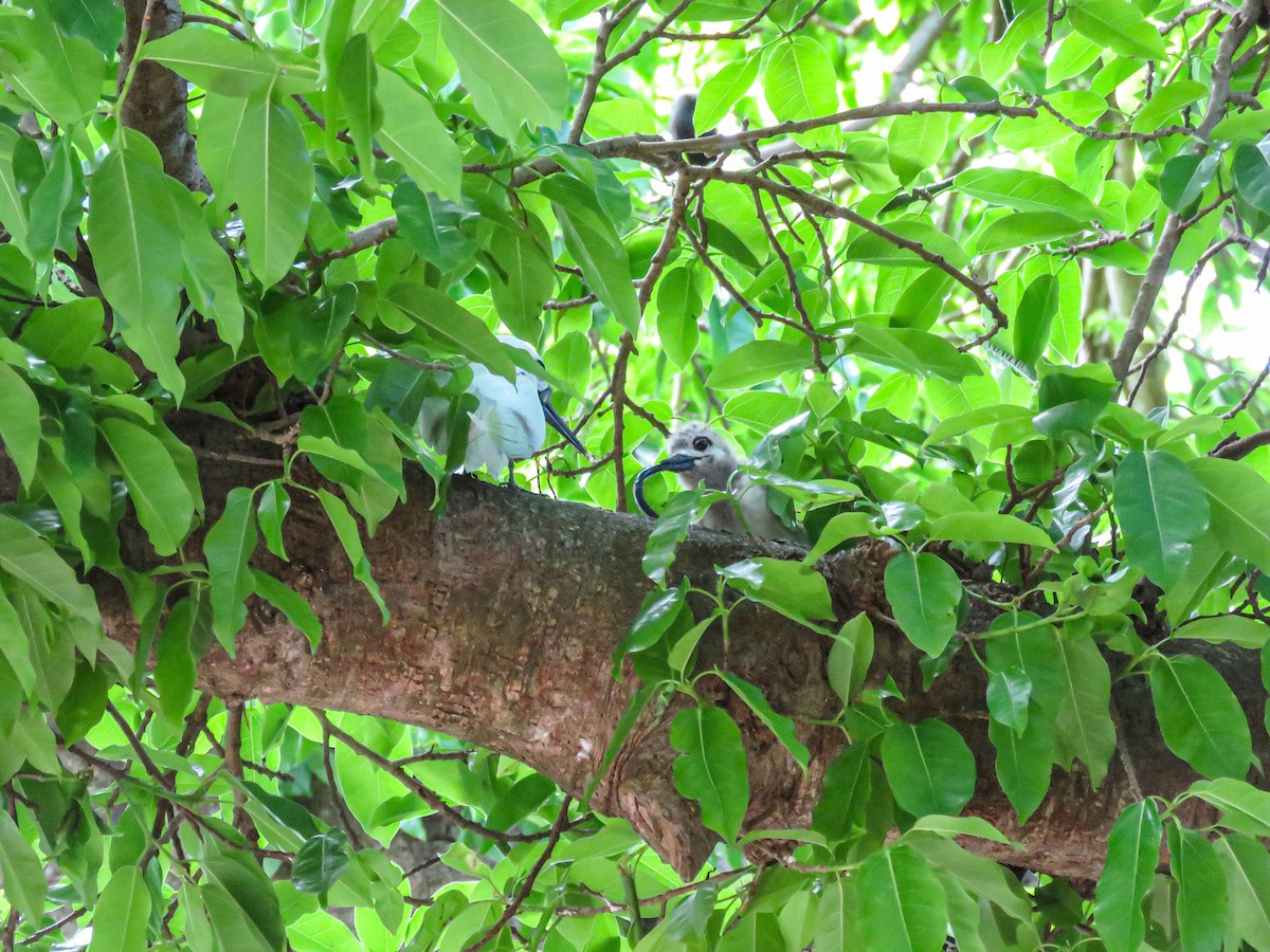 Blue-billed White-Tern - ML646236028