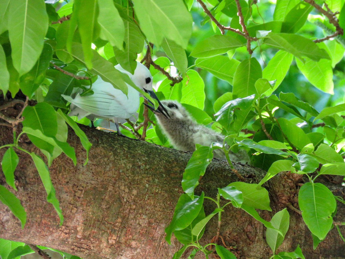 Blue-billed White-Tern - ML646236029