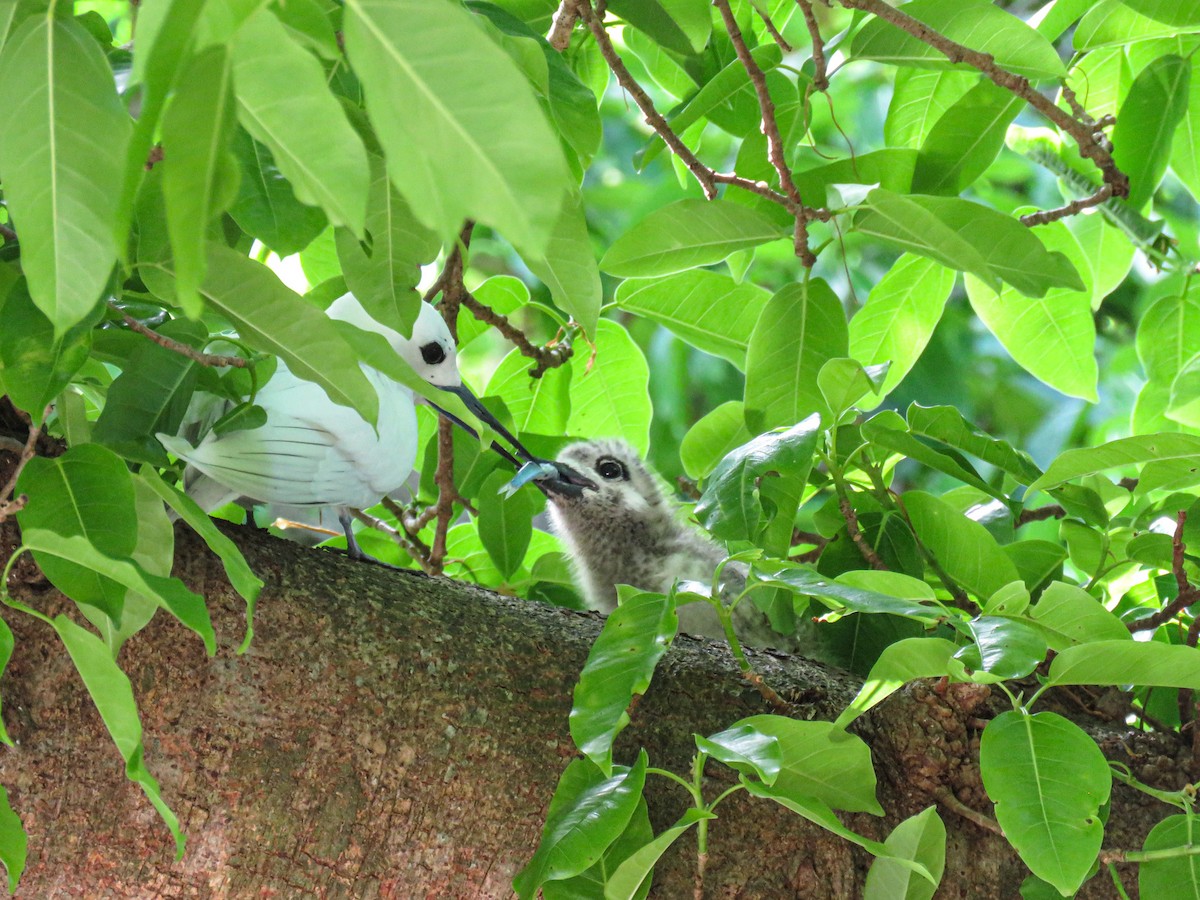 Blue-billed White-Tern - ML646236030