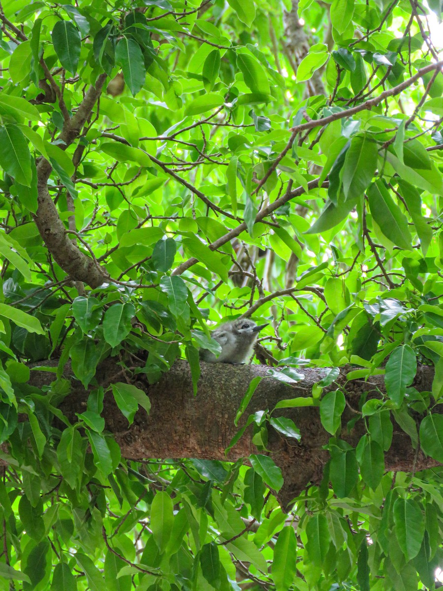 Blue-billed White-Tern - ML646236031