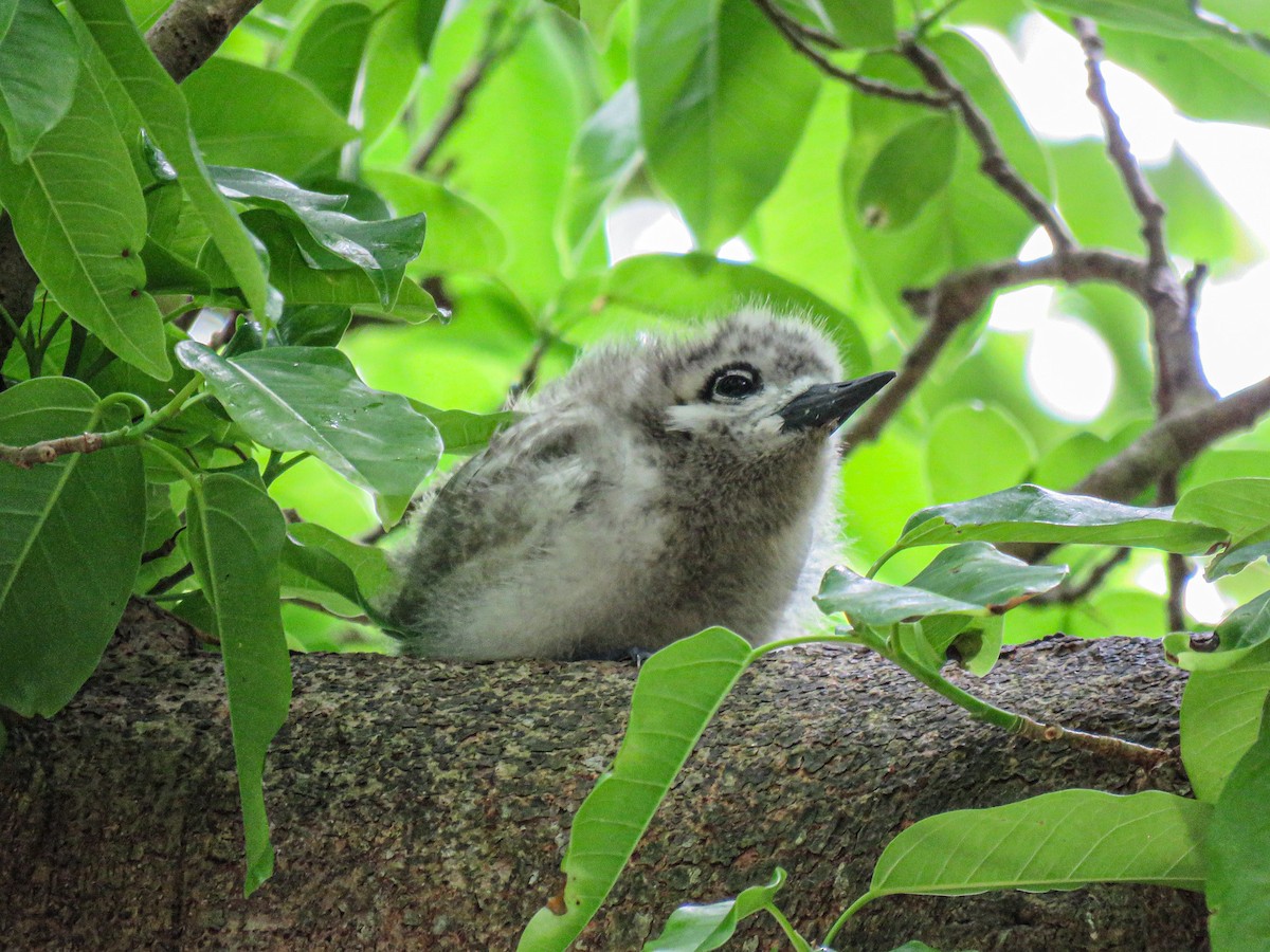 Blue-billed White-Tern - ML646236032