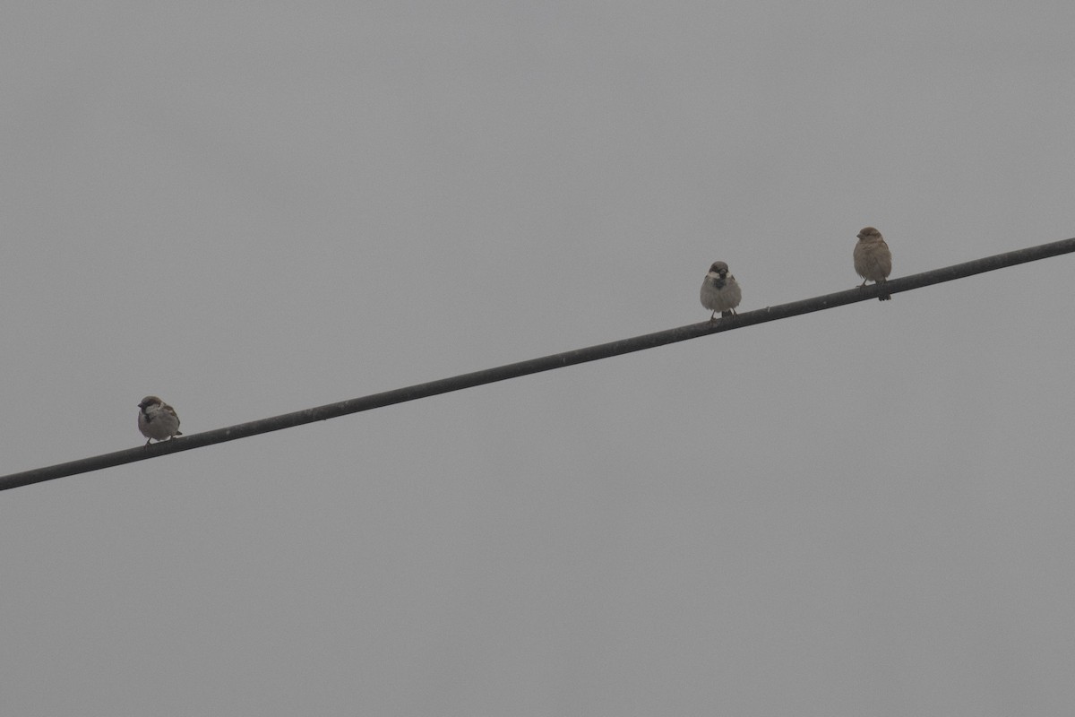 House Sparrow - ML646236036