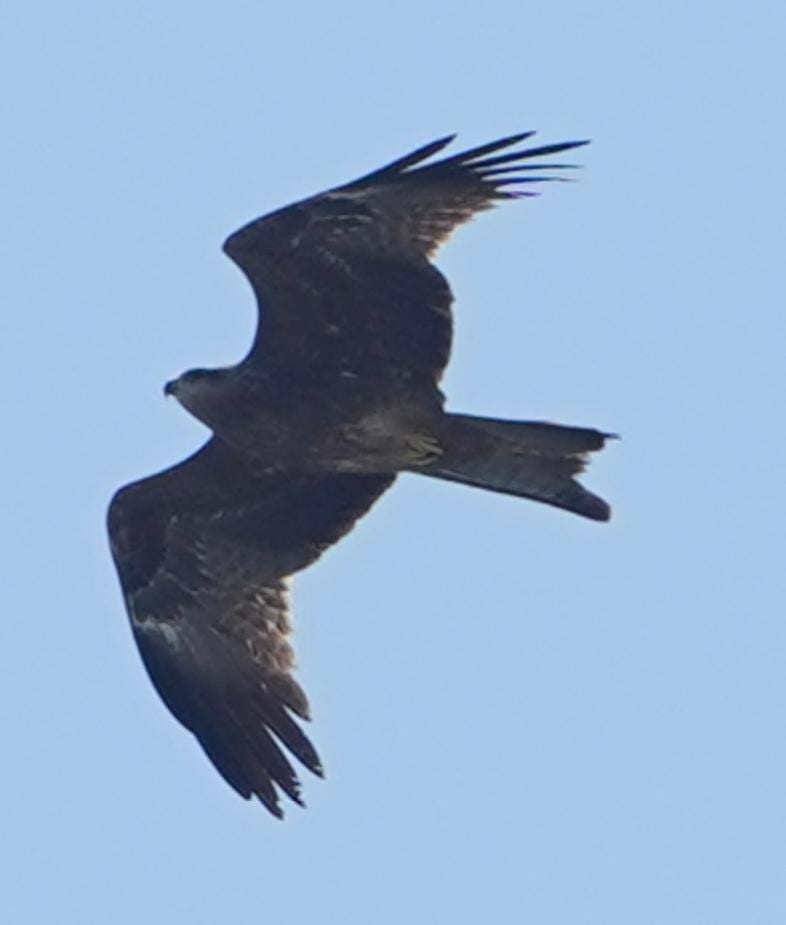 Black Kite - ML646236053