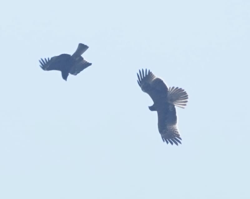 Booted Eagle - ML646236058