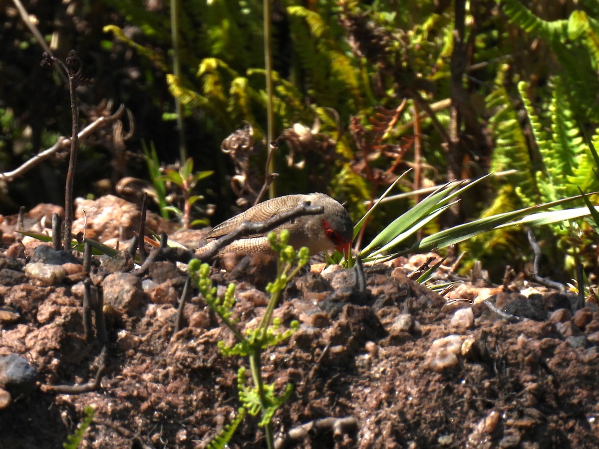Common Waxbill - ML646236059