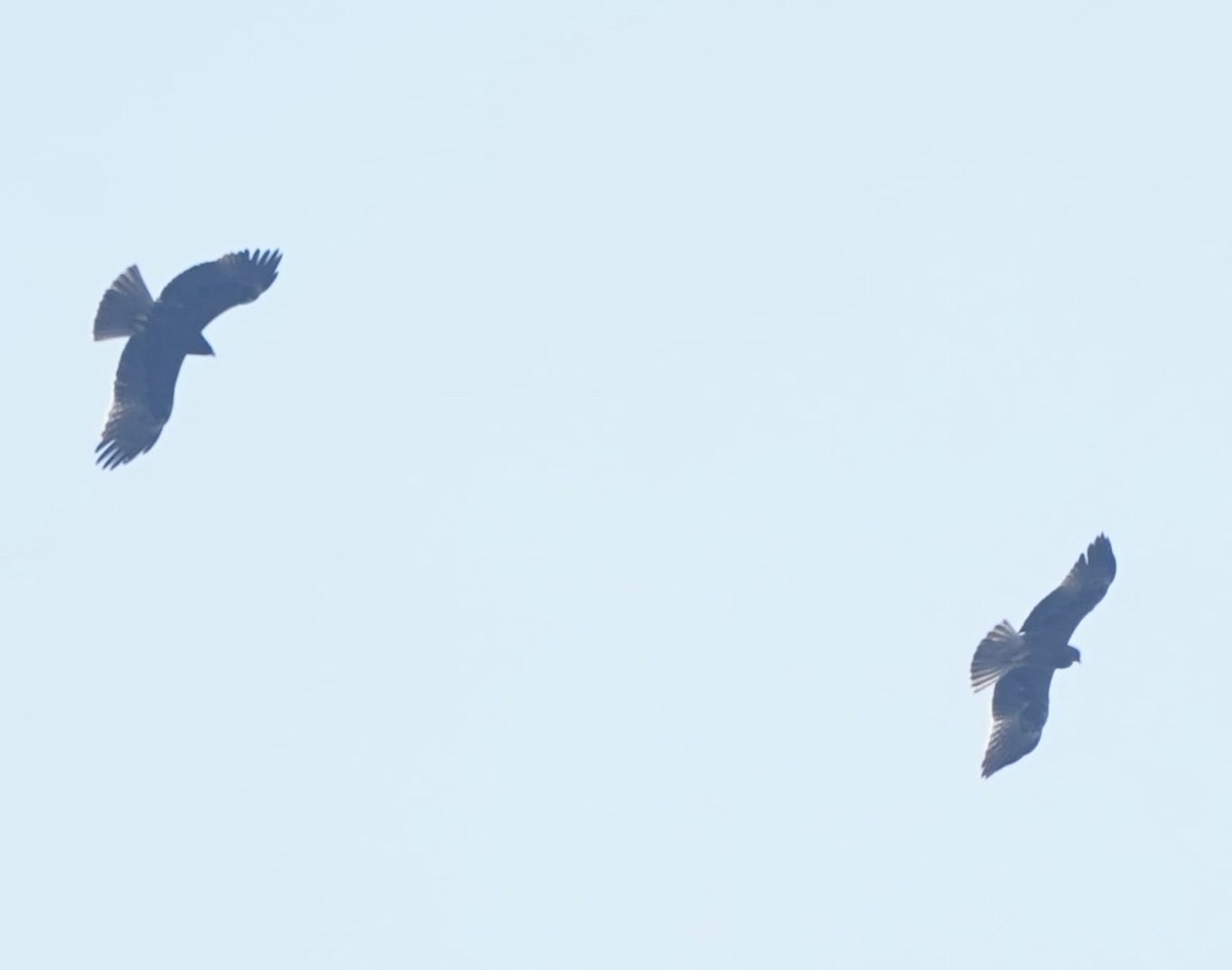 Indian/Greater Spotted Eagle - ML646236060