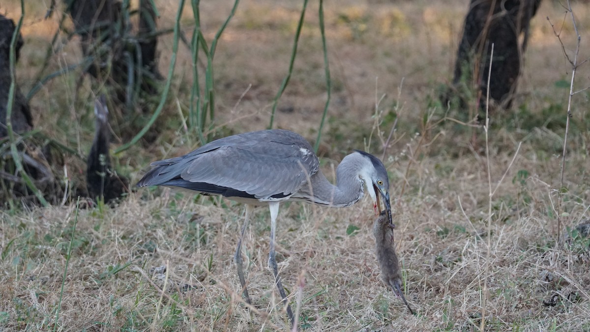 arabiaugle - ML646236067