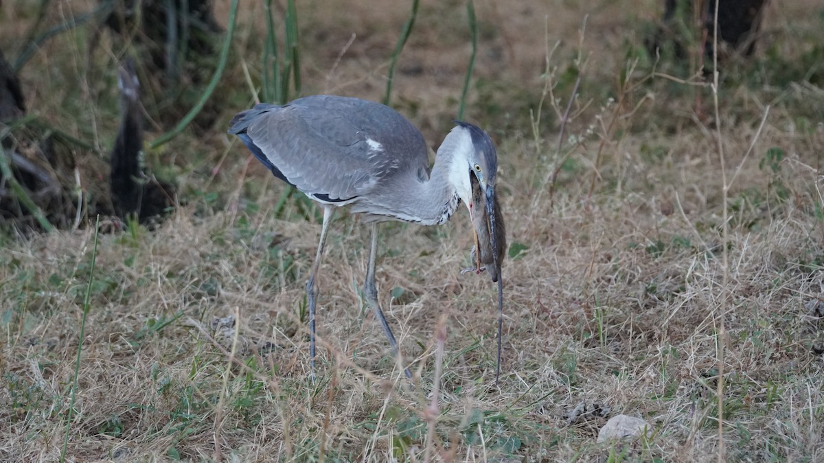 arabiaugle - ML646236068